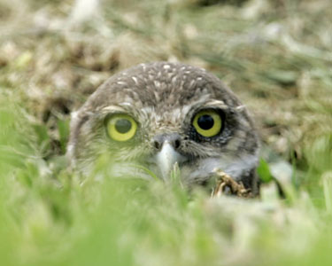 Burrowing owls